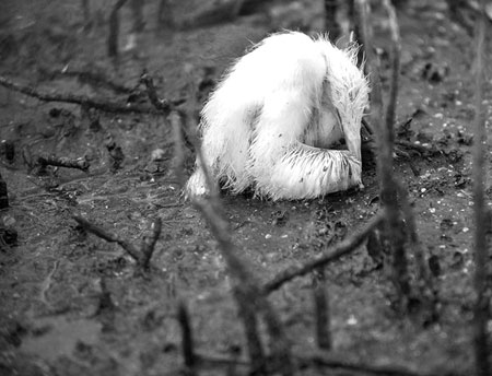 原油泄漏2 原油泄漏2